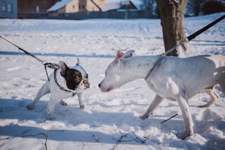 two short-coated dogs stepping on snow