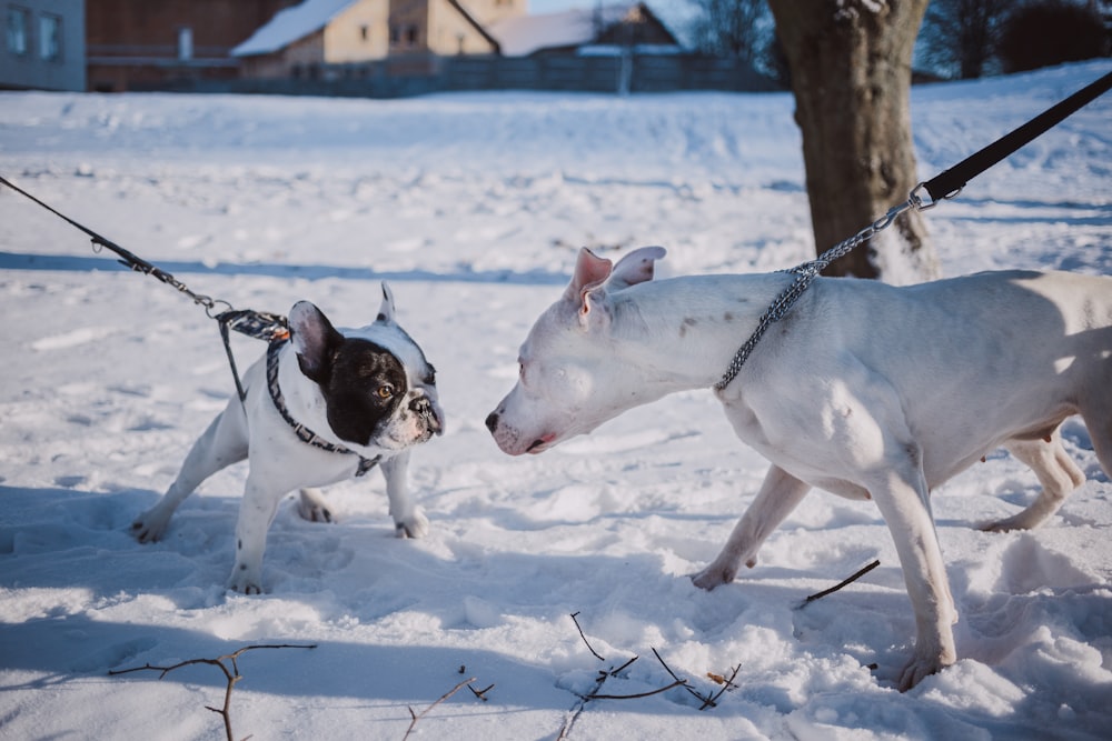 two short-coated dogs stepping on snow