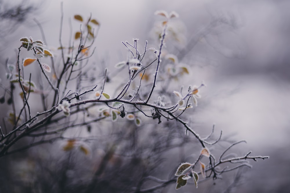 Ramas de árboles cubiertas de nieve