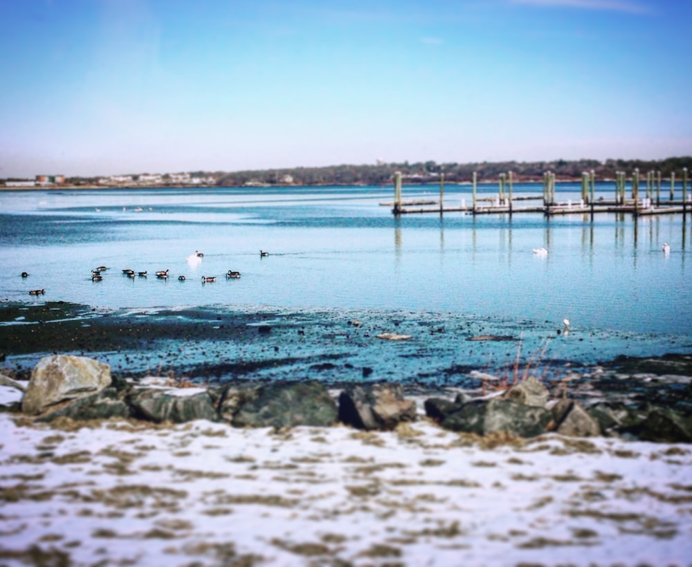 ducks on body of water near shore during daytime