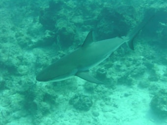 A shark is swimming close to the ocean floor among scattered rocks and coral formations. The water appears a greenish-blue, indicating the underwater environment.