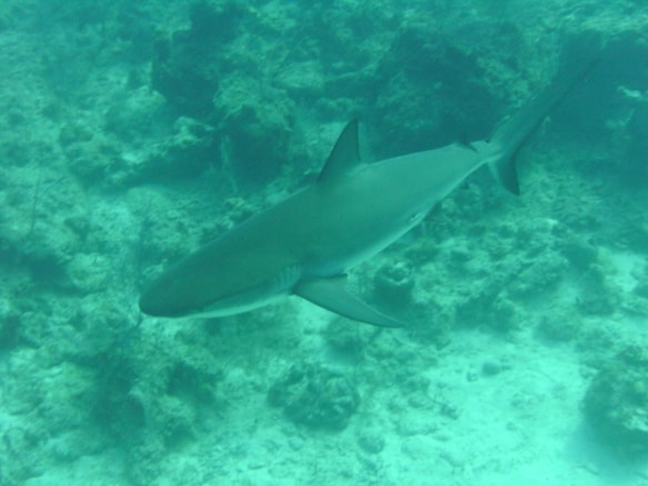 A shark is swimming close to the ocean floor among scattered rocks and coral formations. The water appears a greenish-blue, indicating the underwater environment.