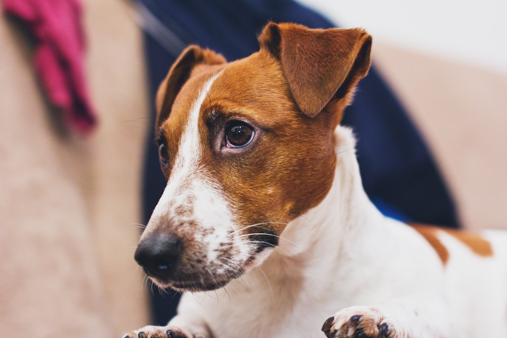 Foto de enfoque superficial de un perro