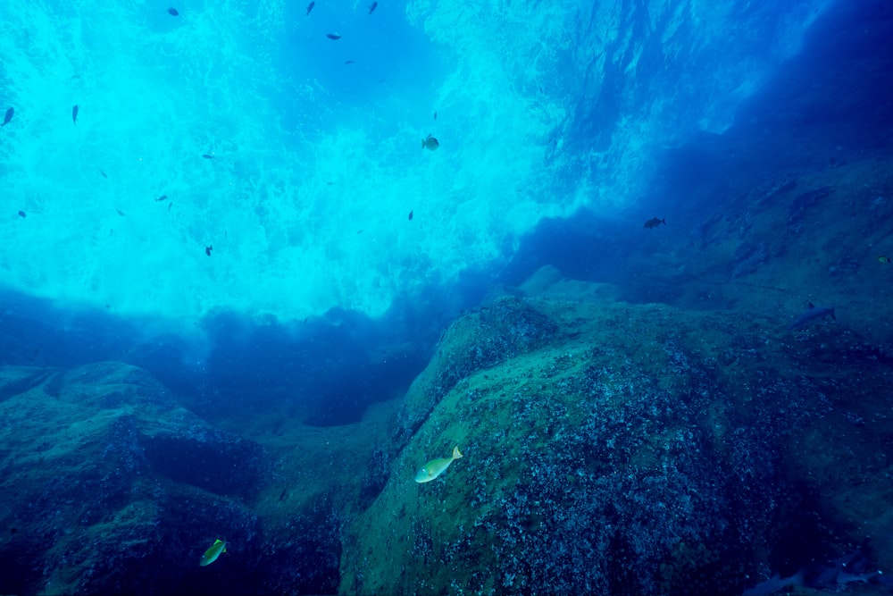 deux poissons gris sous la mer