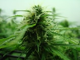 A close-up of a cannabis plant in a lush green environment. The image displays detailed textures of the plant's leaves and flowering bud, with fine trichomes and hairs visible.