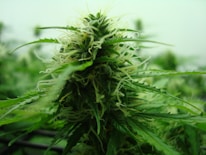 A close-up of cannabis plants in a lush garden.