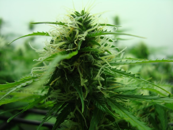 A close-up of a cannabis plant in a lush green environment. The image displays detailed textures of the plant's leaves and flowering bud, with fine trichomes and hairs visible.