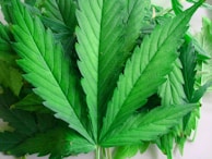 A close-up of vibrant green leaves with serrated edges, characteristic of cannabis plants, arranged closely together.
