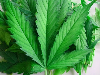 A close-up of vibrant green leaves with serrated edges, characteristic of cannabis plants, arranged closely together.