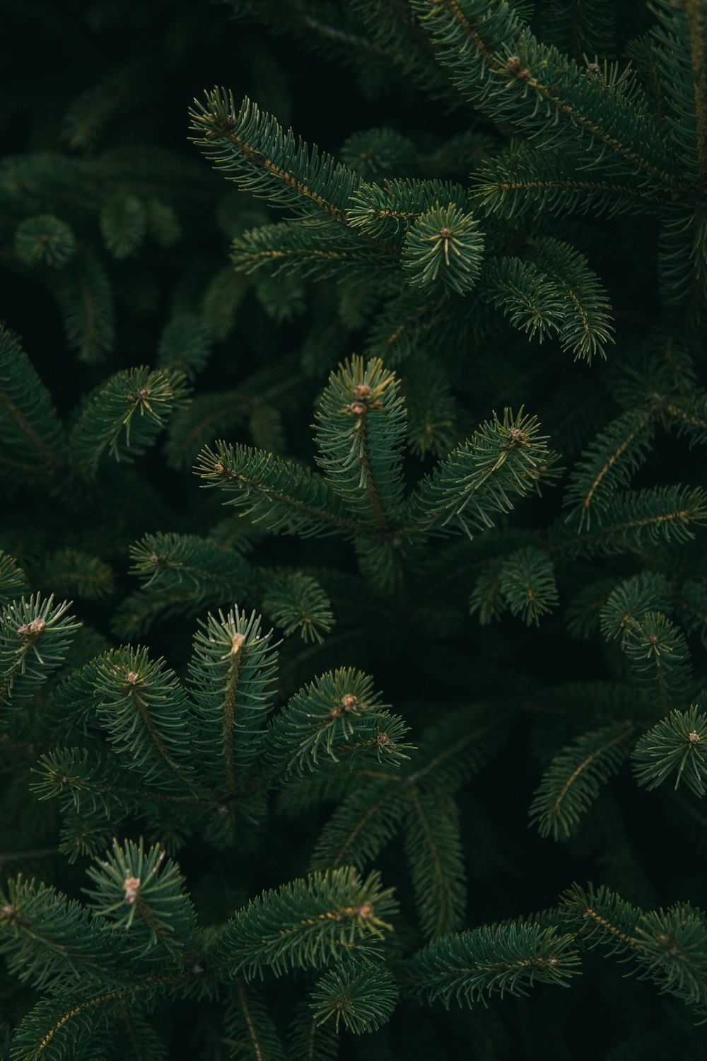 Nahaufnahme Foto des grünen Weihnachtsbaums