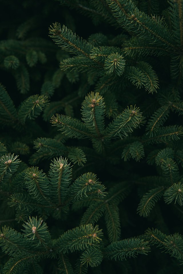 Close-up of green evergreen needles