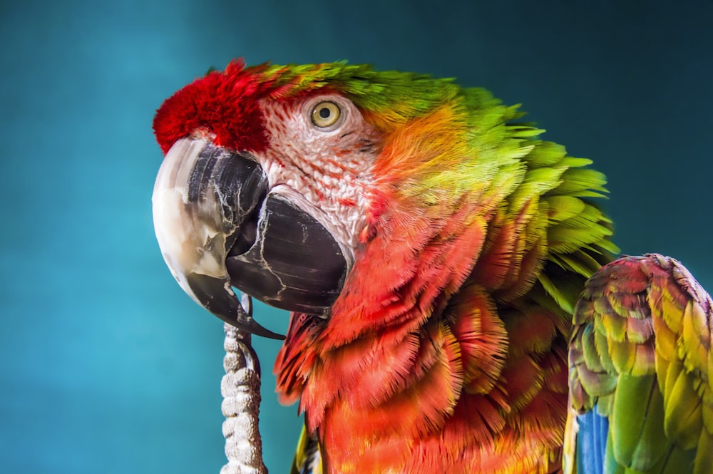 red, yellow, and green parrot