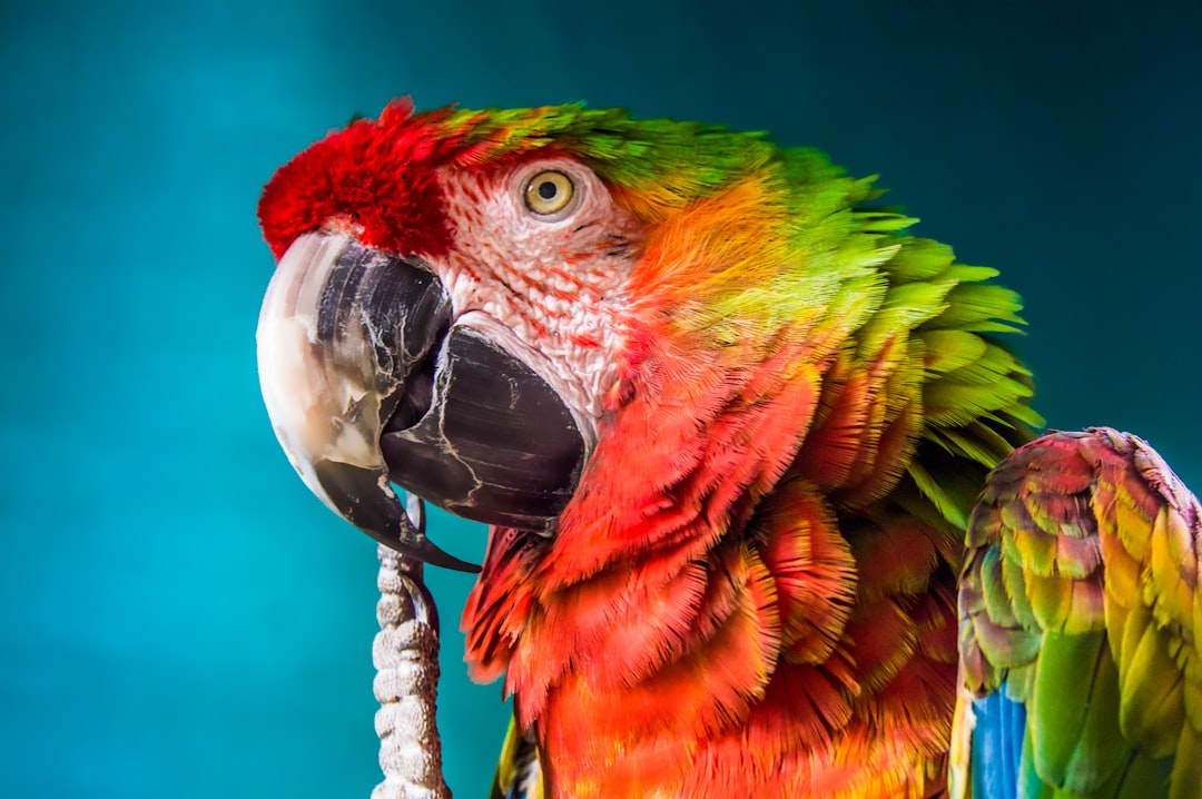 red, yellow, and green parrot