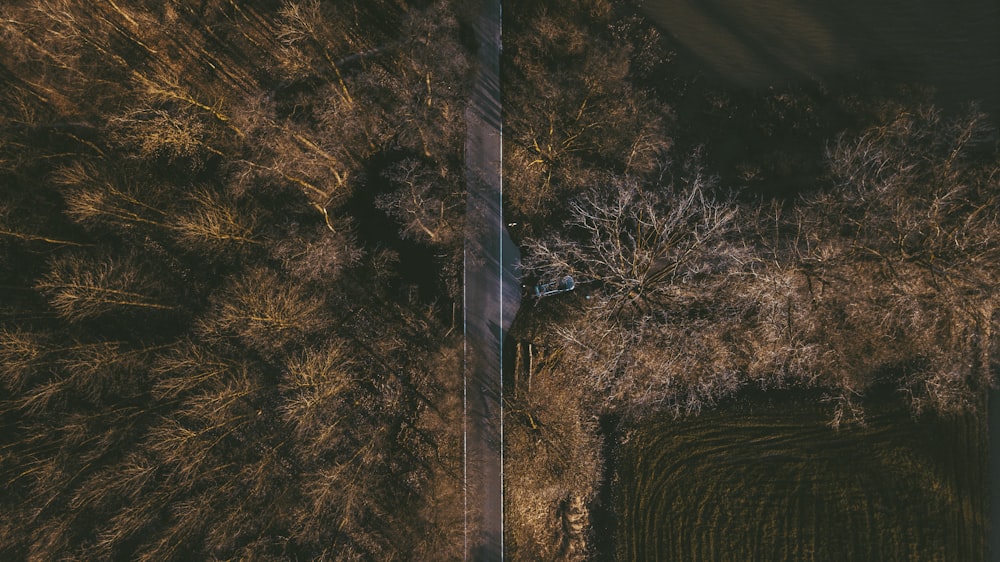 bird's eye view of empty street between tall trees