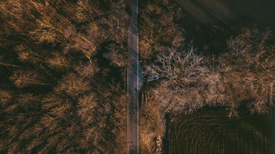 bird's eye view of empty street between tall trees in Castle Doorwerth Netherlands