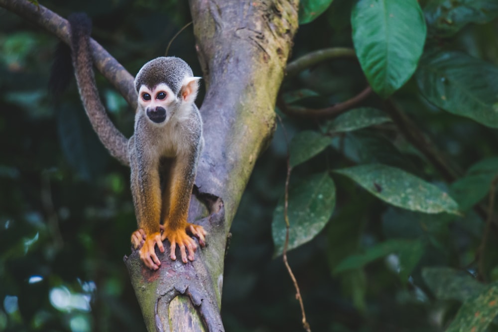 brown monkey in tree