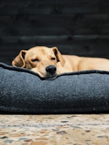 short-coated brown dog on gray fabric
