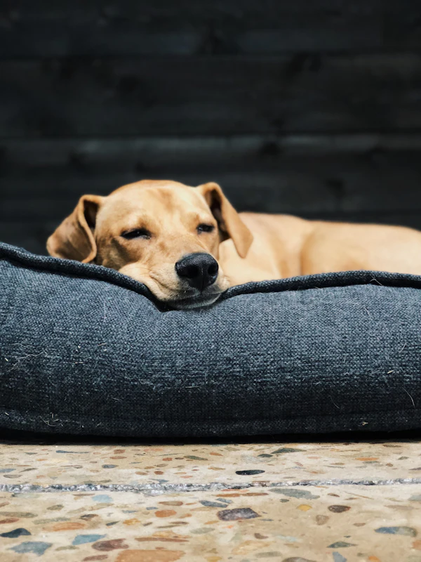 Orthopedic Pet Bed, Medium