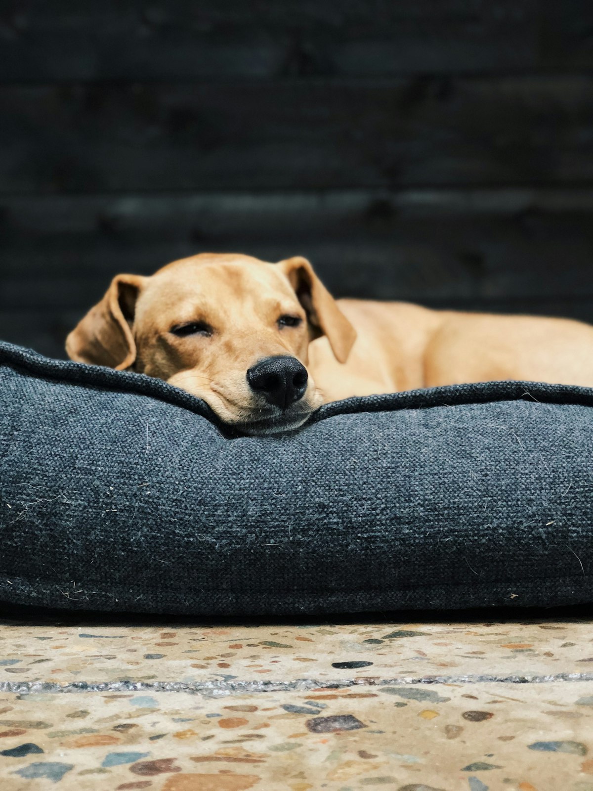 10 Most Comfortable Camping Dog Beds