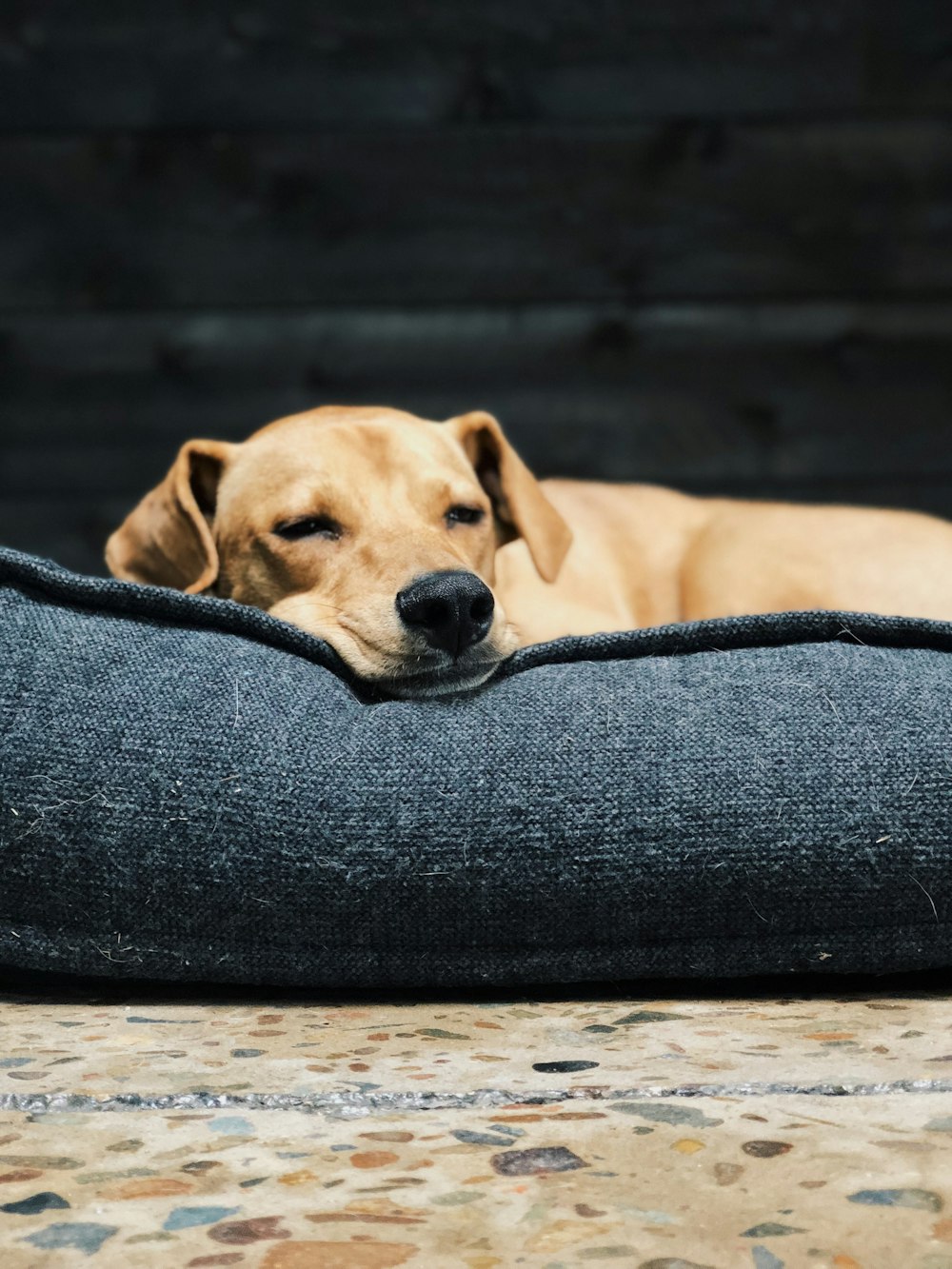 short-coated brown dog on gray fabric