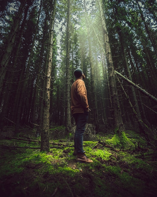 man standing near trees in Eifel National Park Germany