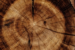 photo of brown wood slab