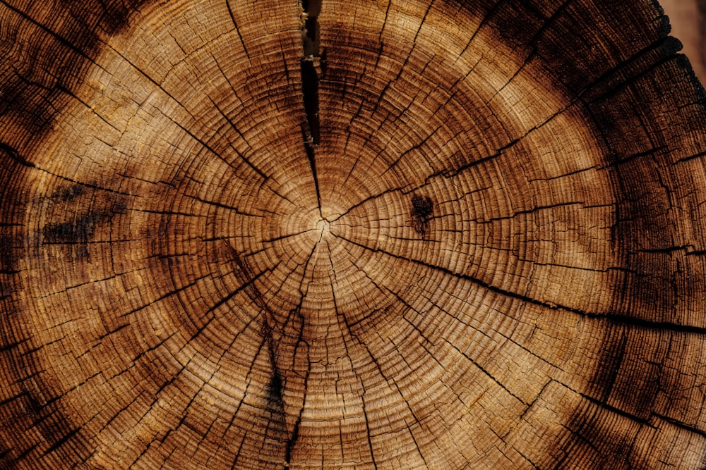 photo of brown wood slab