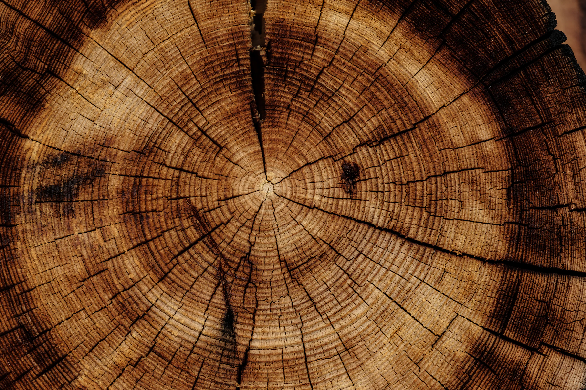 Plan de travail en bois massif, veinage naturel, gros plan