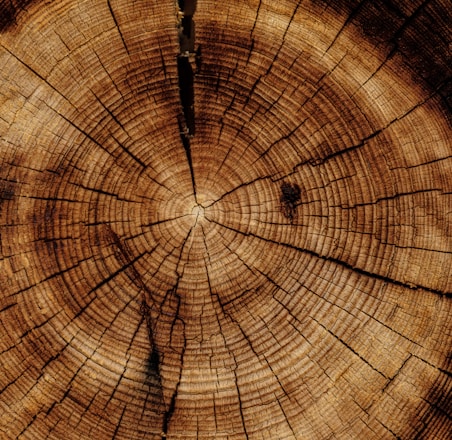 photo of brown wood slab