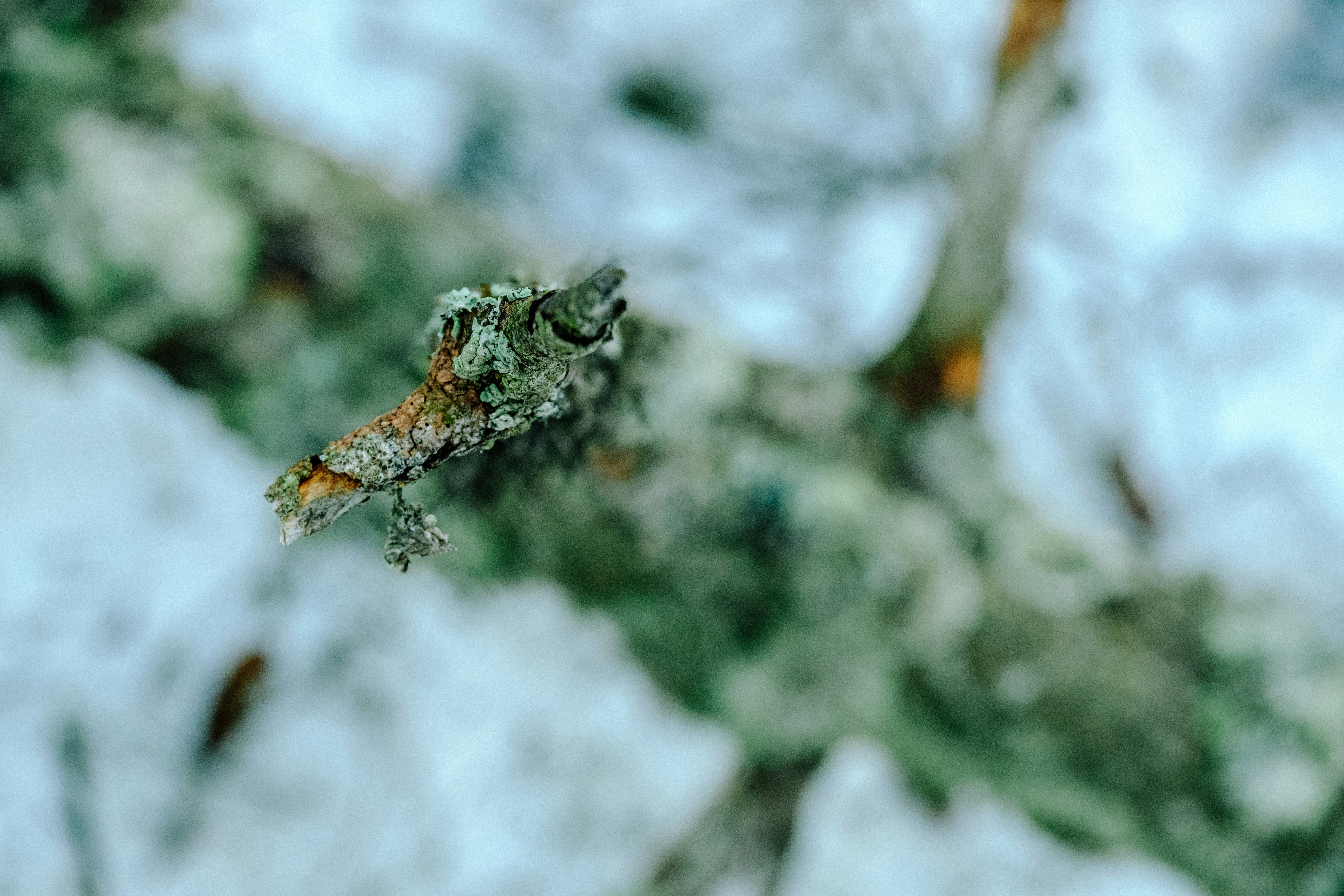 selective focus photo of gray tree branch