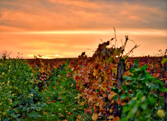 Sunset over Beaujolais vineyards with vibrant autumn colors.