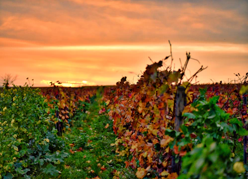 Sunset over Beaujolais vineyards with vibrant autumn colors.