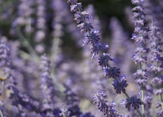 selective-focus photo of purple hyacinth