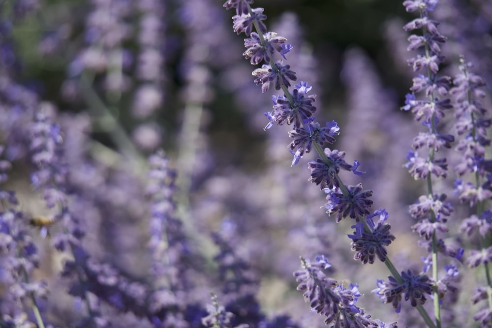 selective-focus photo of purple hyacinth