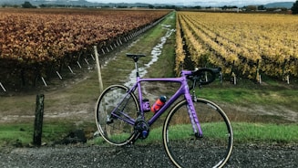 Close-up of a well-maintained bike ready for rental with a scenic vineyard background