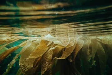 Kelp sinking