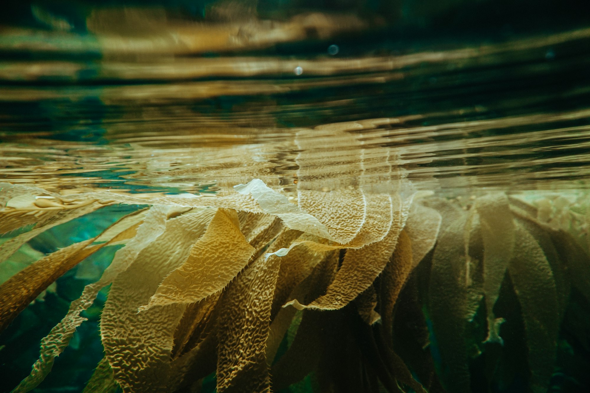 Kelp in water