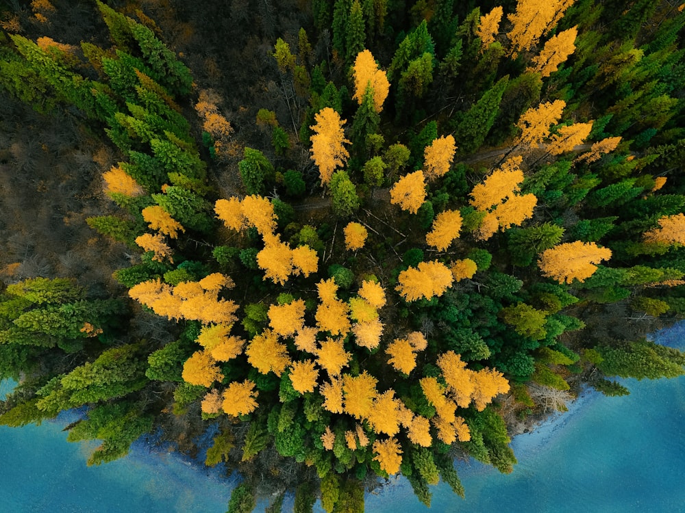 Blick aus der Vogelperspektive auf grüne und gelb belaubte Bäume