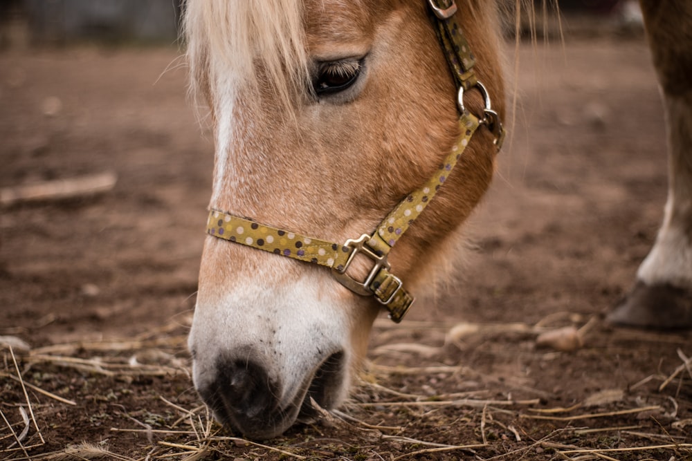 poney brun mangeant de l’herbe