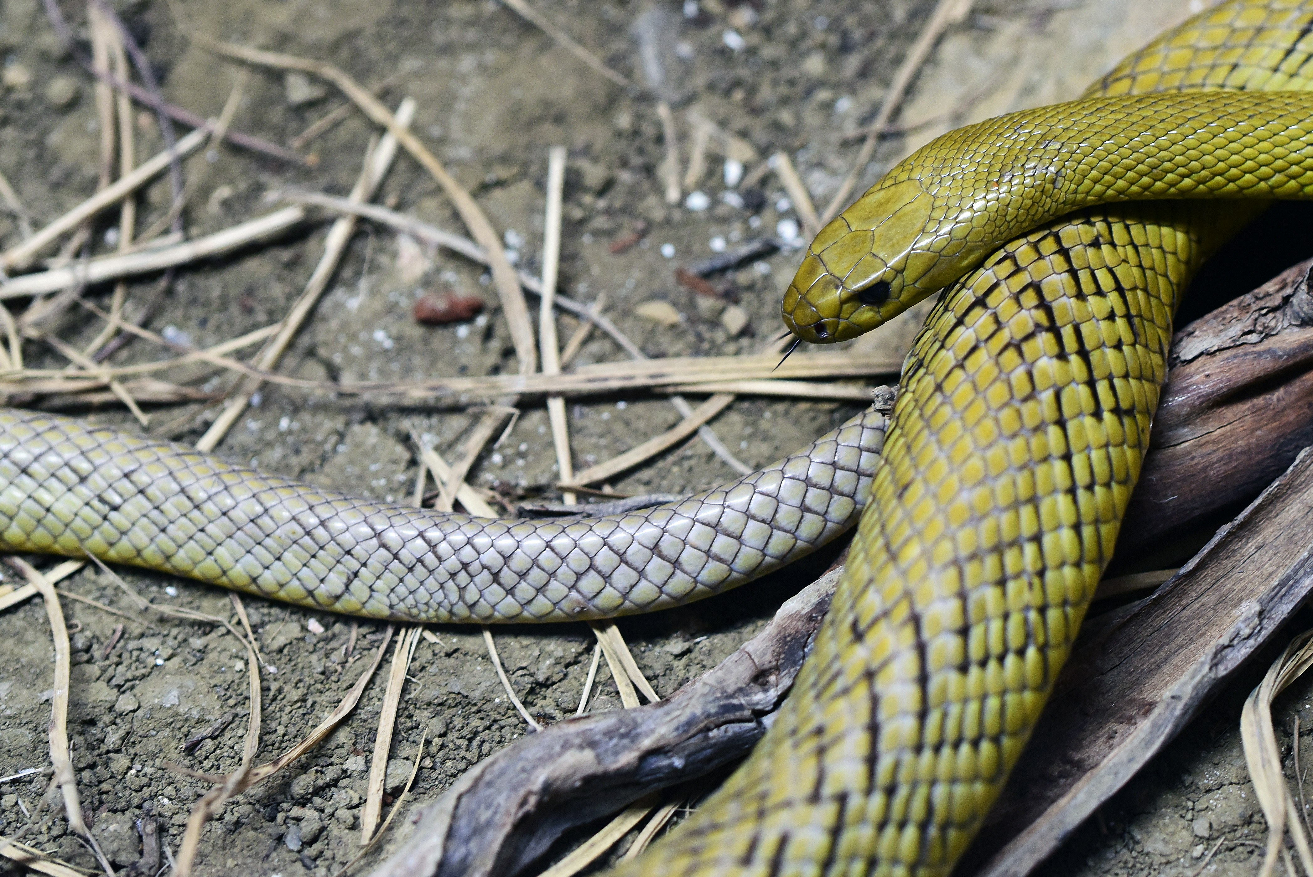 green snake