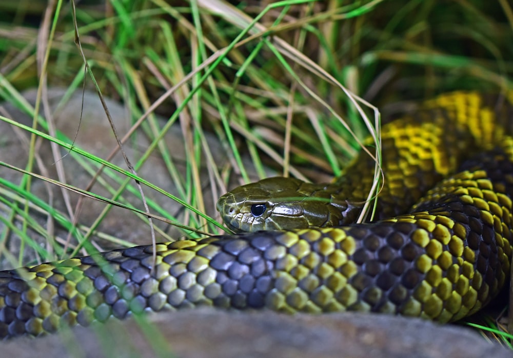 shallow focus photography of black and yellow snake