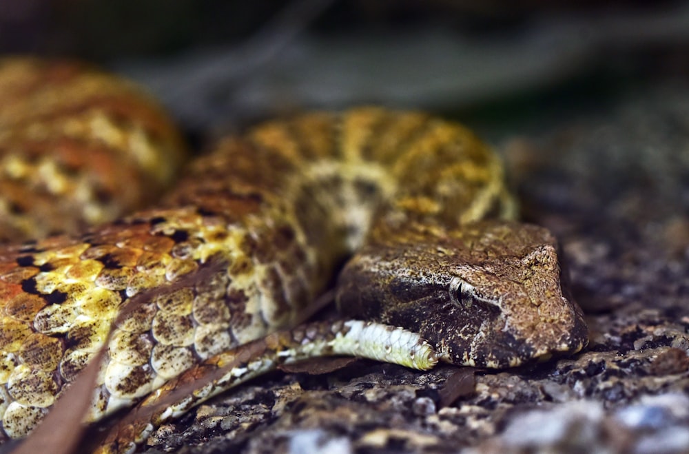 shallow focus photography of yellow and brown snake