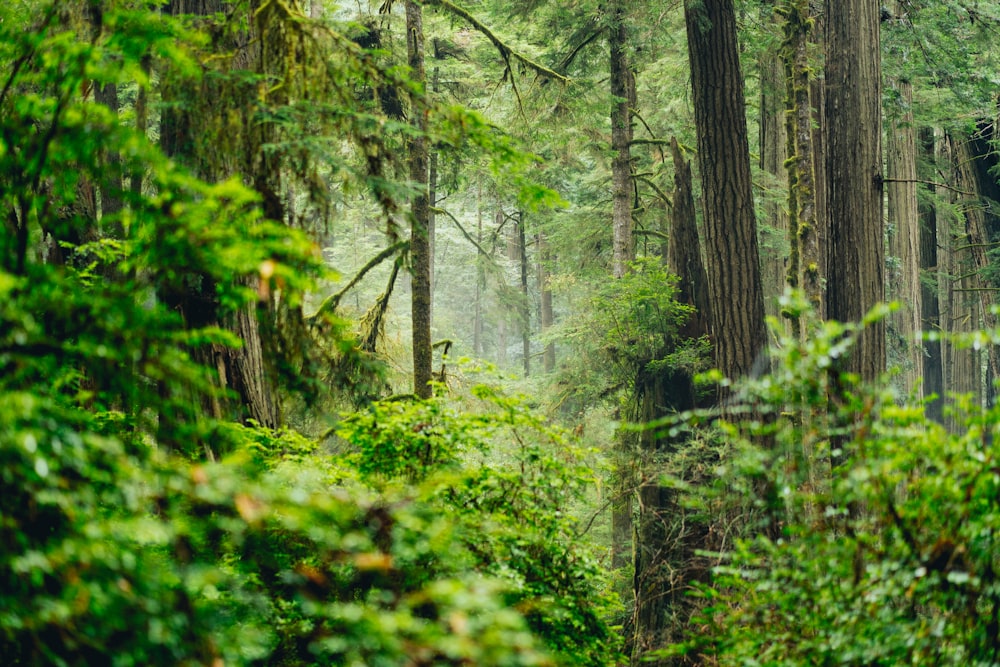 piante a foglia verde sulla foresta durante il giorno