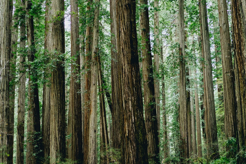 green leafed trees