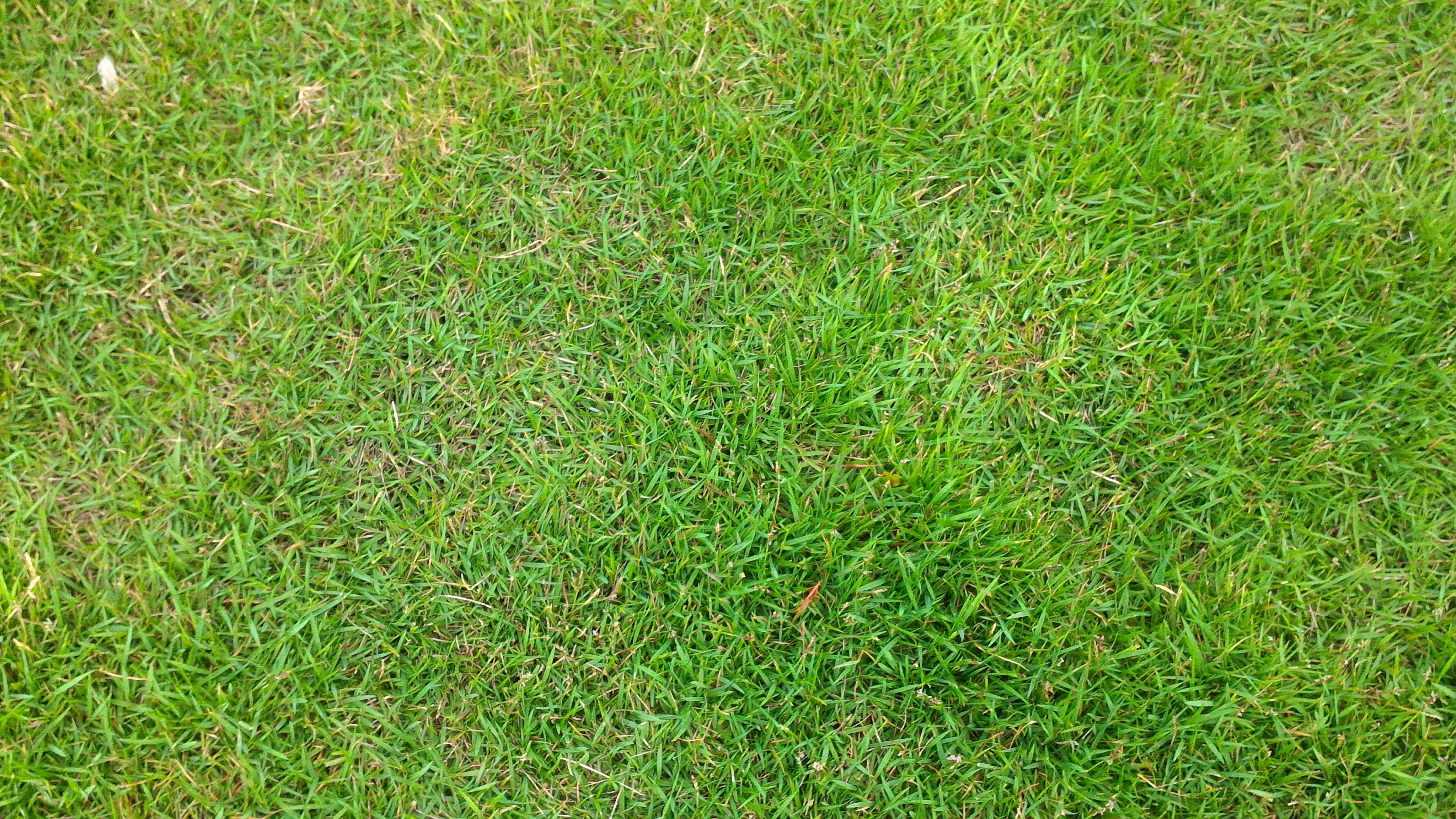 The Importance of Deep Watering for Healthy Lawn Grasses