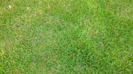 Close-up photo of a freshly mowed green lawn with crisp edges in a residential yard.
