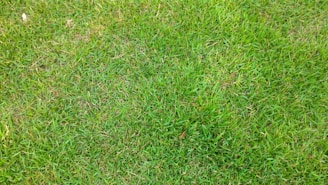 A close-up view of a well-maintained grassy lawn with lush, evenly spread green blades of grass.