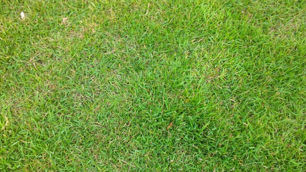 A close-up view of a well-maintained grassy lawn with lush, evenly spread green blades of grass.