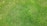 A close-up view of a well-maintained grassy lawn with lush, evenly spread green blades of grass.