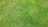 A close-up view of a well-maintained grassy lawn with lush, evenly spread green blades of grass.
